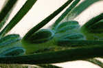 Largebracted plantain